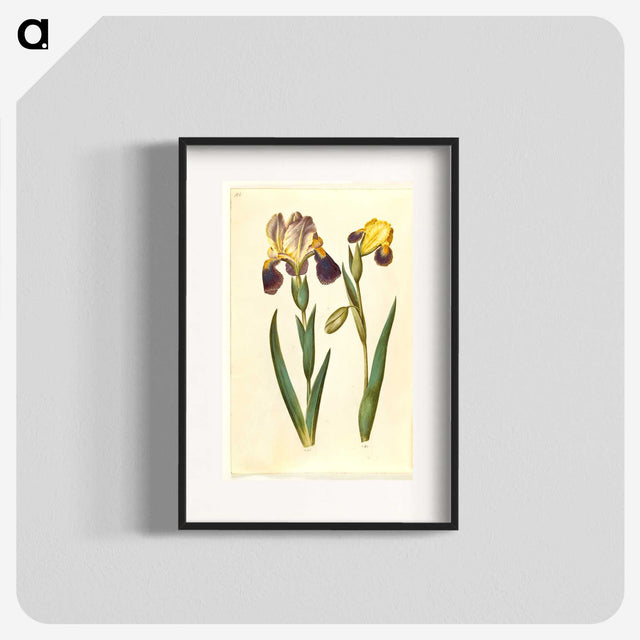 2-9_Maria-Sibylla-Merian_blk