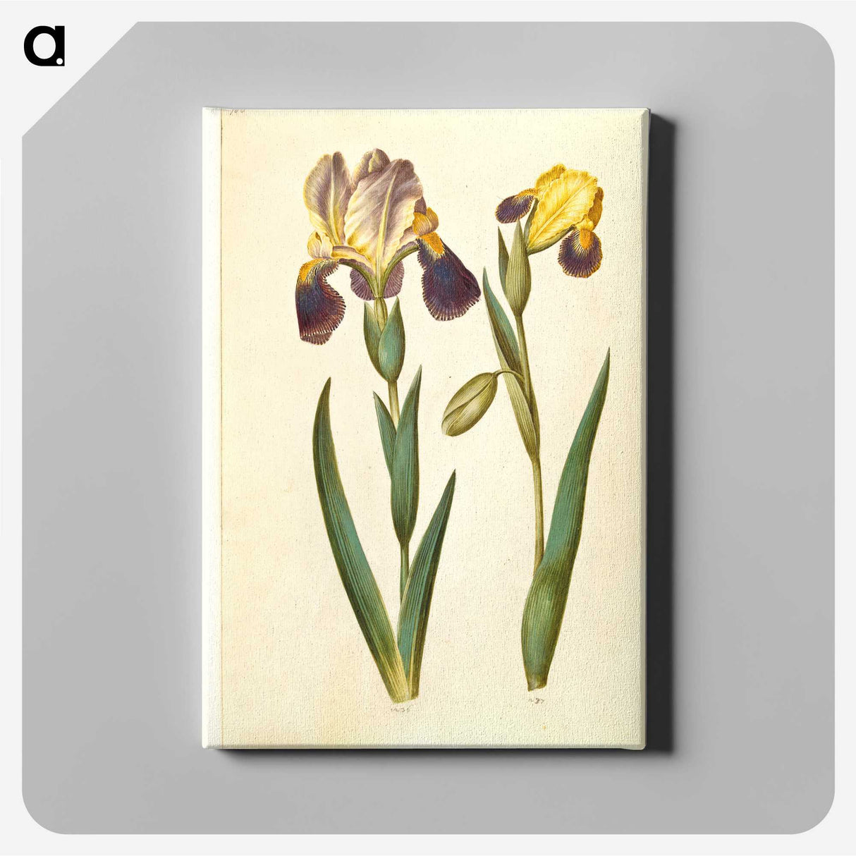 2-9_Maria-Sibylla-Merian_canvas