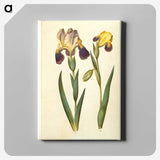 2-9_Maria-Sibylla-Merian_canvas