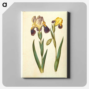 2-9_Maria-Sibylla-Merian_canvas