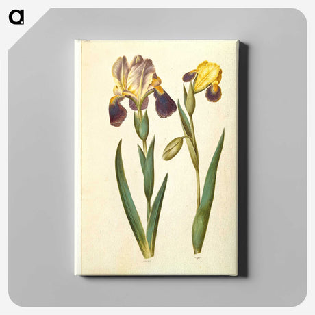 2-9_Maria-Sibylla-Merian_canvas