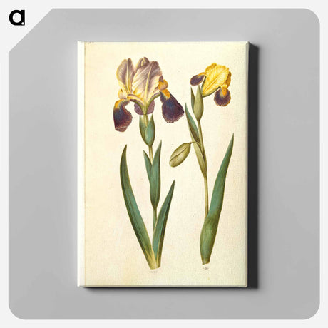 アートパネル-Irises
 - マリア ジビーラ メーリアン Canvas.