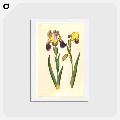 アートポストカード-Irises
 - マリア ジビーラ メーリアン Postcard.