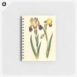 2-9_Maria-Sibylla-Merian_memo