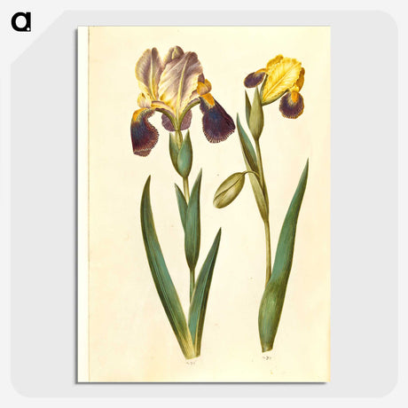 2-9_Maria-Sibylla-Merian_picture-crop