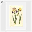 2-9_Maria-Sibylla-Merian_picture