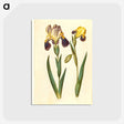 2-9_Maria-Sibylla-Merian_postcard