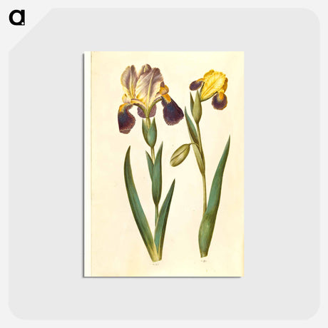 アートポストカード-Irises
 - マリア ジビーラ メーリアン Postcard.