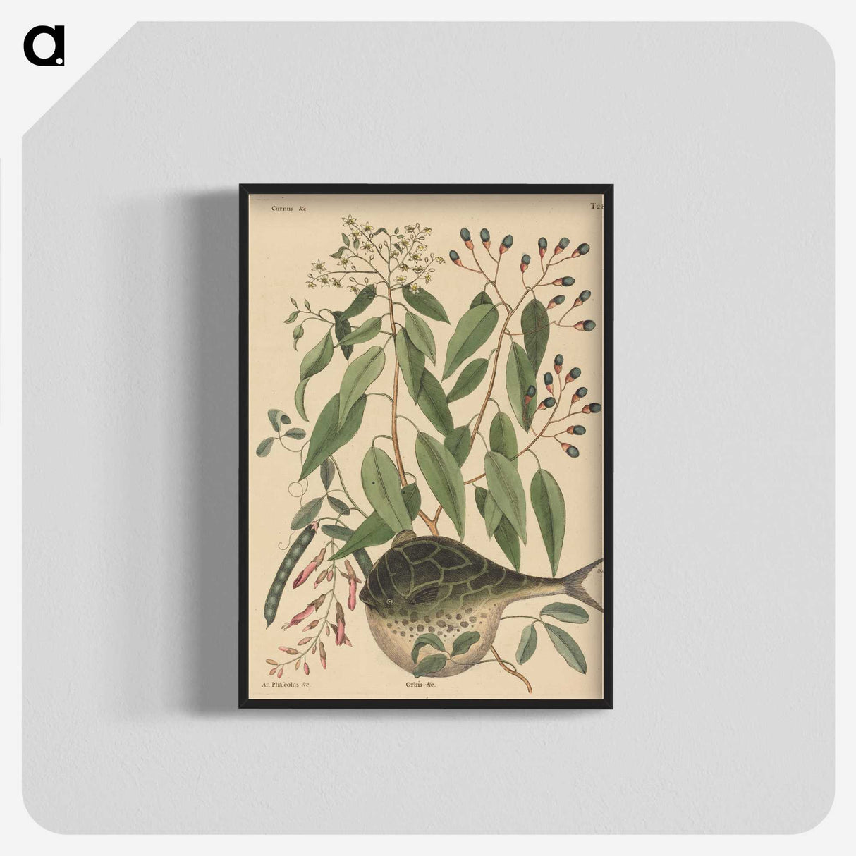 2-9_Mark-Catesby_blk-crop