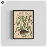 2-9_Mark-Catesby_blk-crop