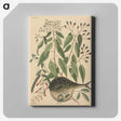 2-9_Mark-Catesby_canvas