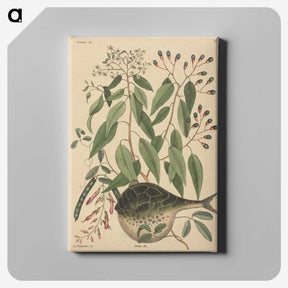 2-9_Mark-Catesby_canvas