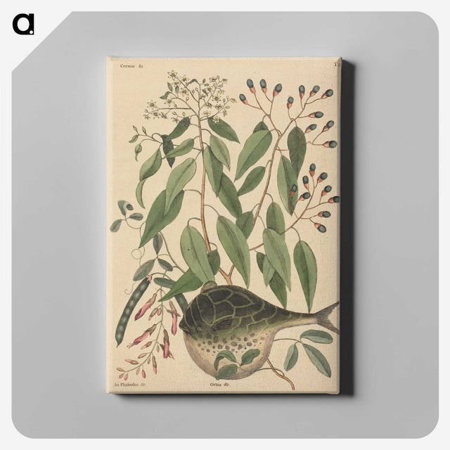 2-9_Mark-Catesby_canvas