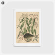 アートポストカード-The Globe Fish
 - マーク ケイツビー Postcard.