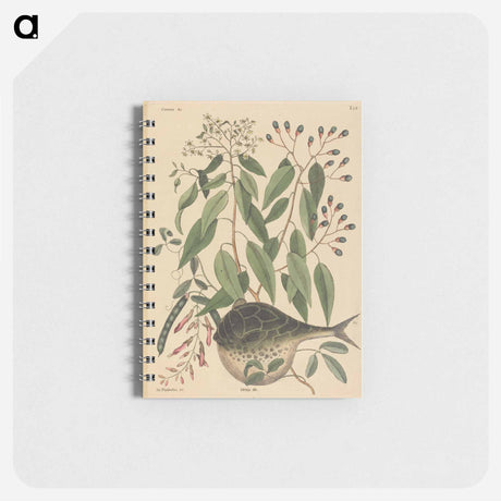 アートメモ帳-The Globe Fish
 - マーク ケイツビー Memo.