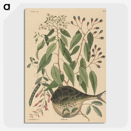 2-9_Mark-Catesby_picture-crop
