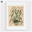 2-9_Mark-Catesby_picture