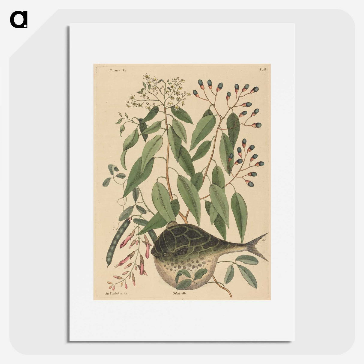 2-9_Mark-Catesby_picture