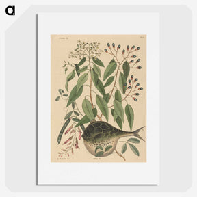2-9_Mark-Catesby_picture