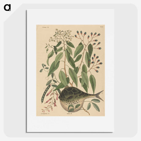 2-9_Mark-Catesby_picture