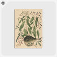 2-9_Mark-Catesby_postcard