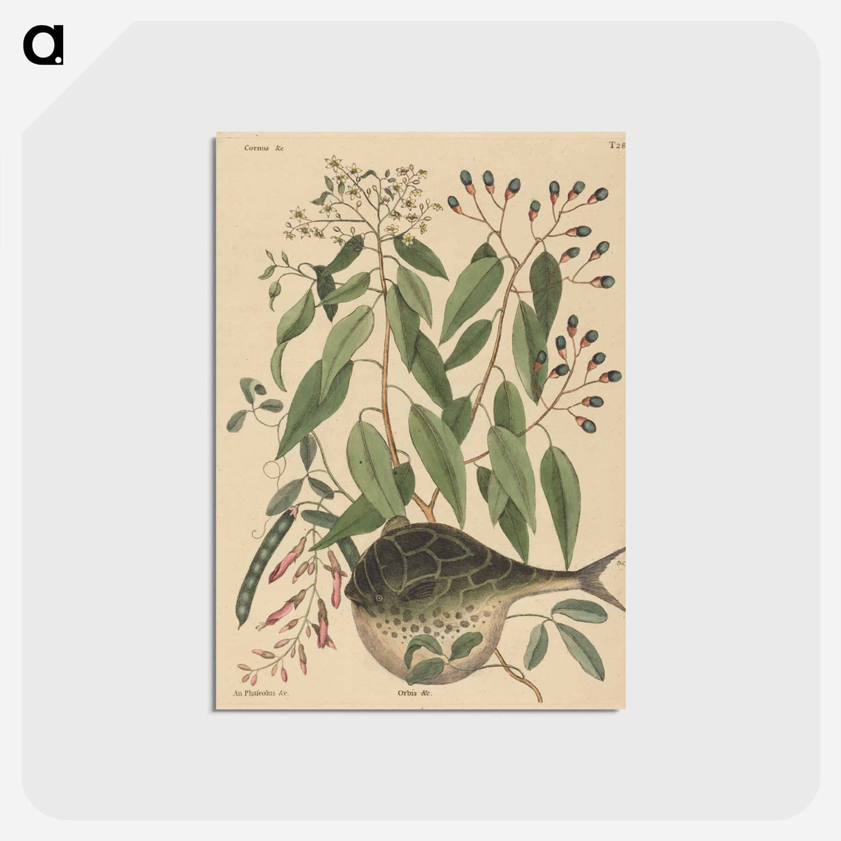 アートポストカード-The Globe Fish
 - マーク ケイツビー Postcard.
