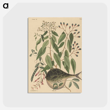 アートポストカード-The Globe Fish
 - マーク ケイツビー Postcard.