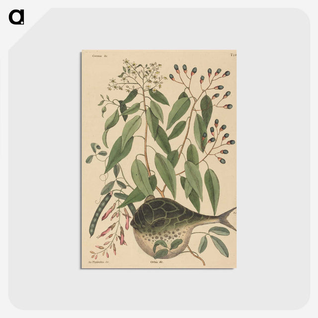 2-9_Mark-Catesby_postcard