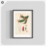 アートポスター-Norway Spruce Illustration
 - 薬用植物学 Poster.