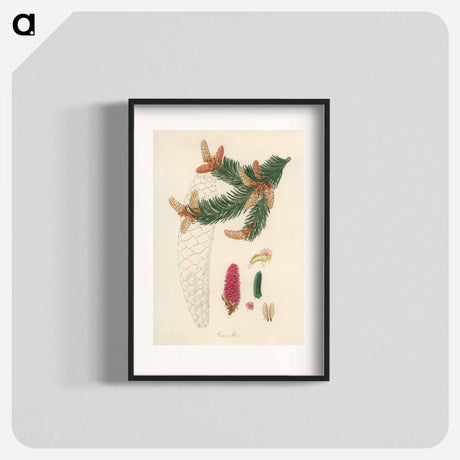 アートポスター-Norway Spruce Illustration
 - 薬用植物学 Poster.