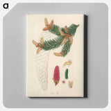 アートパネル-Norway Spruce Illustration
 - 薬用植物学 Canvas.