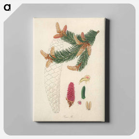 アートパネル-Norway Spruce Illustration
 - 薬用植物学 Canvas.