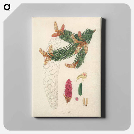 アートパネル-Norway Spruce Illustration
 - 薬用植物学 Canvas.