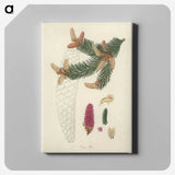 2-9_Medical-Botany_canvas