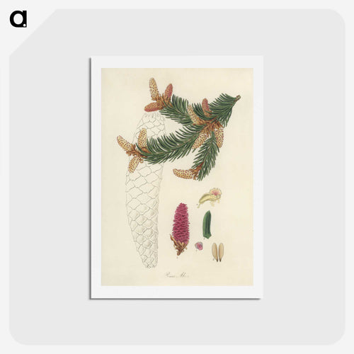 ノルウェーのトウヒのイラスト - 薬用植物学 Postcard.
