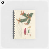 アートメモ帳-Norway Spruce Illustration
 - 薬用植物学 Memo.
