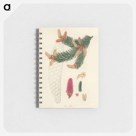 アートメモ帳-Norway Spruce Illustration
 - 薬用植物学 Memo.