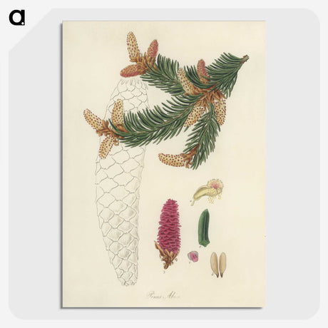 2-9_Medical-Botany_picture-crop