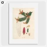 アートポスター-Norway Spruce Illustration
 - 薬用植物学 Poster.