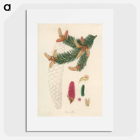 アートポスター-Norway Spruce Illustration
 - 薬用植物学 Poster.