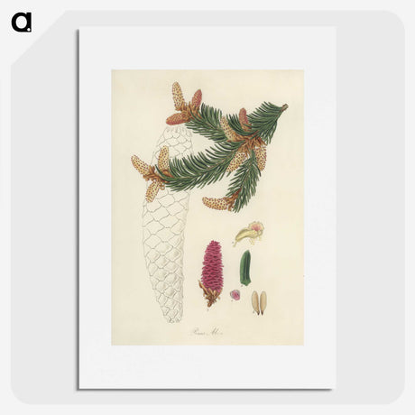 2-9_Medical-Botany_picture