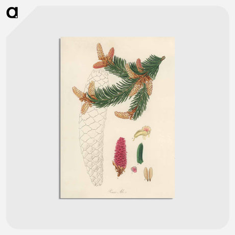 アートポストカード-Norway Spruce Illustration
 - 薬用植物学 Postcard.