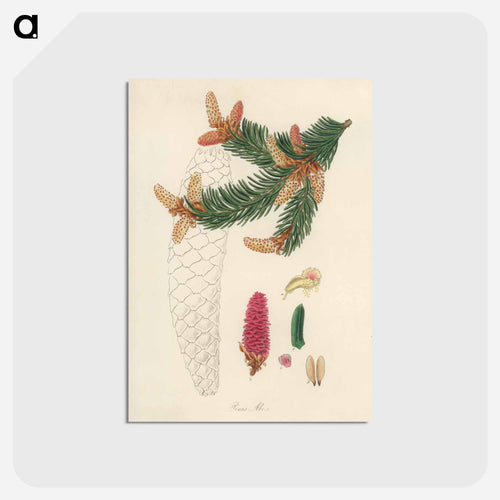 Norway Spruce Illustration
 - Medicinal Botany Postcard.