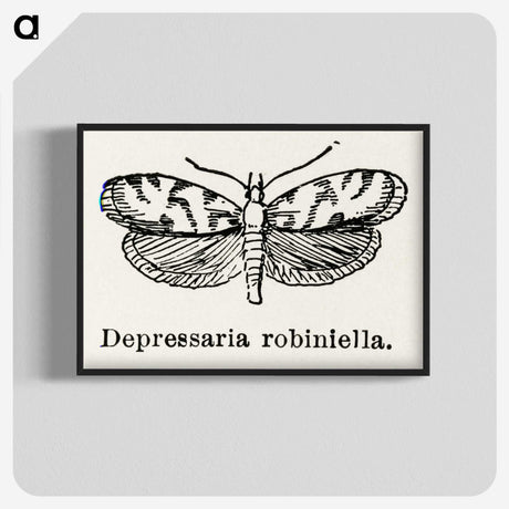 2-9_Moths-and-Butterflies-of-the-United-States_blk-crop
