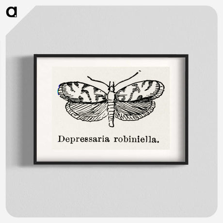 2-9_Moths-and-Butterflies-of-the-United-States_blk