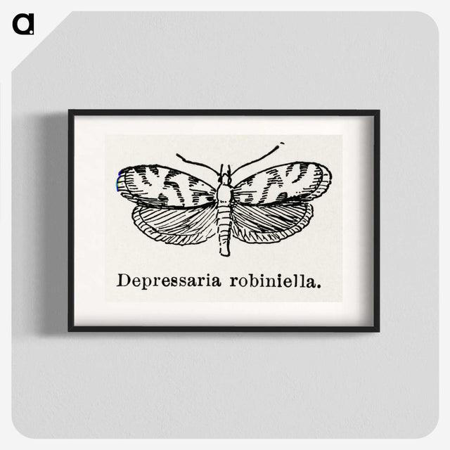 2-9_Moths-and-Butterflies-of-the-United-States_blk