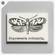 2-9_Moths-and-Butterflies-of-the-United-States_canvas