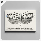 2-9_Moths-and-Butterflies-of-the-United-States_canvas