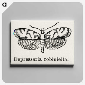 2-9_Moths-and-Butterflies-of-the-United-States_canvas