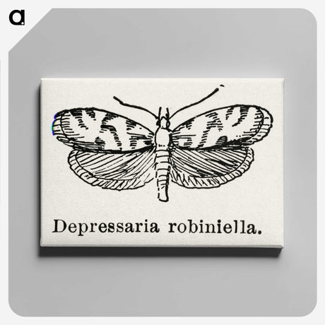 2-9_Moths-and-Butterflies-of-the-United-States_canvas